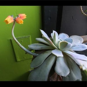 Meet your Posher, Luis enrique